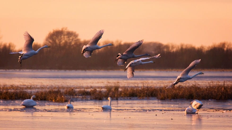 Whooper swans flock flying at Welney at sunset 